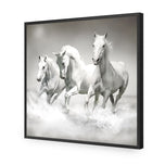 White Horse Beauty, B&W