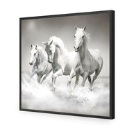 White Horse Beauty, B&W