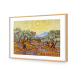 Van Gogh - Olive Trees