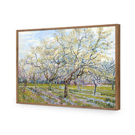 Van Gogh - The White Orchard