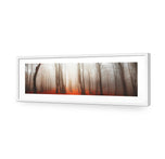 Forest of Fire