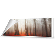 Forest of Fire