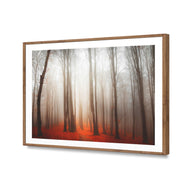 Forest of Fire