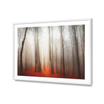Forest of Fire