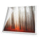 Forest of Fire