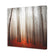 Forest of Fire