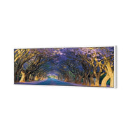 Jacaranda Alley