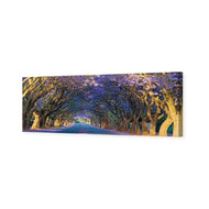 Jacaranda Alley