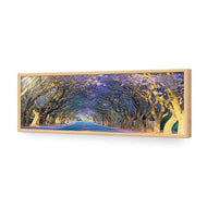 Jacaranda Alley