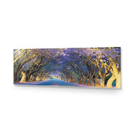 Jacaranda Alley