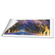 Jacaranda Alley