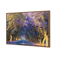 Jacaranda Alley