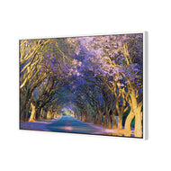 Jacaranda Alley