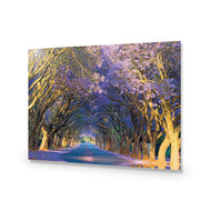 Jacaranda Alley