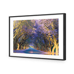 Jacaranda Alley