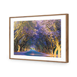 Jacaranda Alley