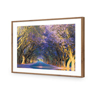 Jacaranda Alley