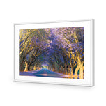 Jacaranda Alley