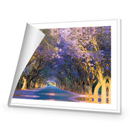 Jacaranda Alley