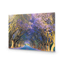 Jacaranda Alley