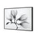 Magnolia Blossoms
