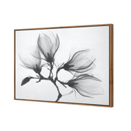 Magnolia Blossoms