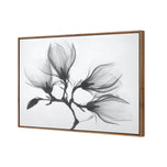 Magnolia Blossoms