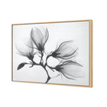 Magnolia Blossoms