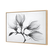 Magnolia Blossoms