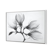 Magnolia Blossoms