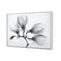 Magnolia Blossoms