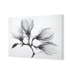 Magnolia Blossoms