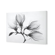 Magnolia Blossoms