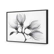 Magnolia Blossoms