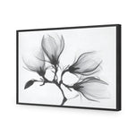 Magnolia Blossoms