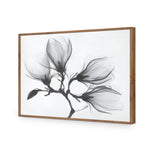 Magnolia Blossoms