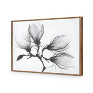 Magnolia Blossoms
