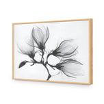 Magnolia Blossoms