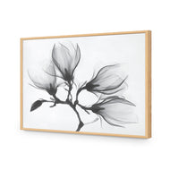 Magnolia Blossoms