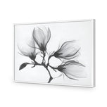 Magnolia Blossoms