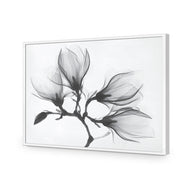 Magnolia Blossoms