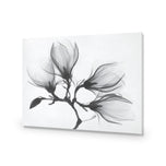 Magnolia Blossoms