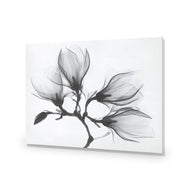 Magnolia Blossoms