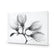 Magnolia Blossoms