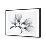 Magnolia Blossoms