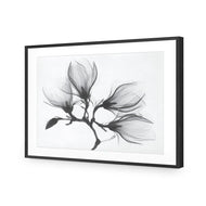 Magnolia Blossoms
