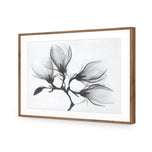 Magnolia Blossoms