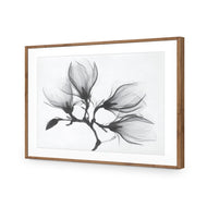 Magnolia Blossoms