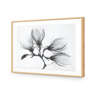 Magnolia Blossoms