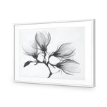 Magnolia Blossoms